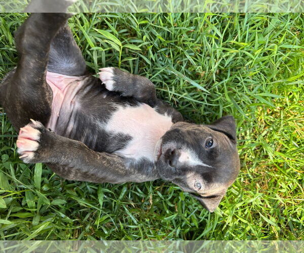 Medium Photo #2 American Pit Bull Terrier Puppy For Sale in Alexandria, VA, USA
