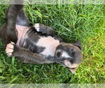 Small #1 American Pit Bull Terrier