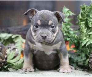 American Bully Puppy for sale in BUCKINGHAM, VA, USA