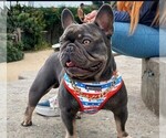 Small #16 French Bulldog