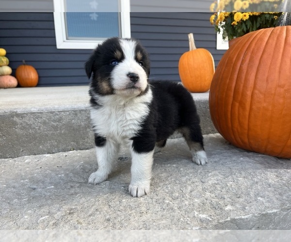 Medium Photo #4 Australian Shepherd Puppy For Sale in LODA, IL, USA