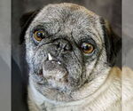 Small #1 Pug