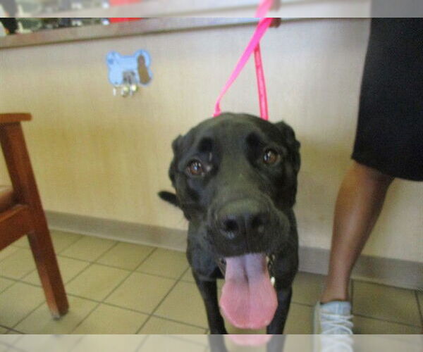 Medium Photo #1 Labrador Retriever-Unknown Mix Puppy For Sale in Ocala, FL, USA