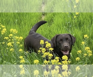 Mother of the Labrador Retriever puppies born on 12/26/2020