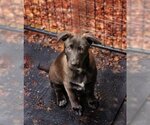 Small Photo #6 Mutt Puppy For Sale in Bellevue, WA, USA