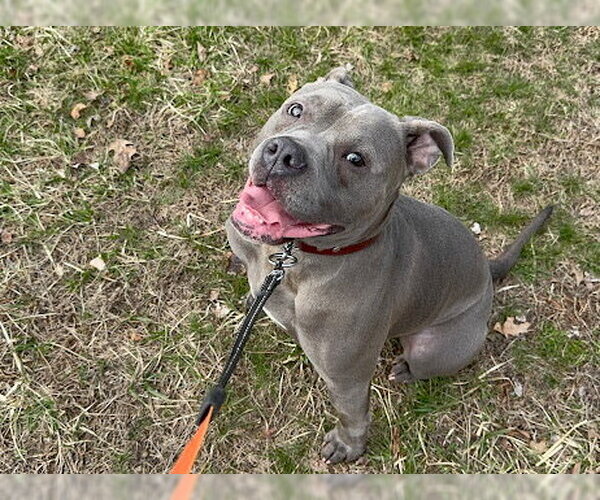 Medium Photo #4 Bulldog-Staffordshire Bull Terrier Mix Puppy For Sale in Brooklyn, NY, USA