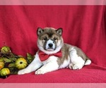 Small Photo #3 Shiba Inu Puppy For Sale in PEACH BOTTOM, PA, USA
