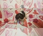 Puppy Regal Dachshund