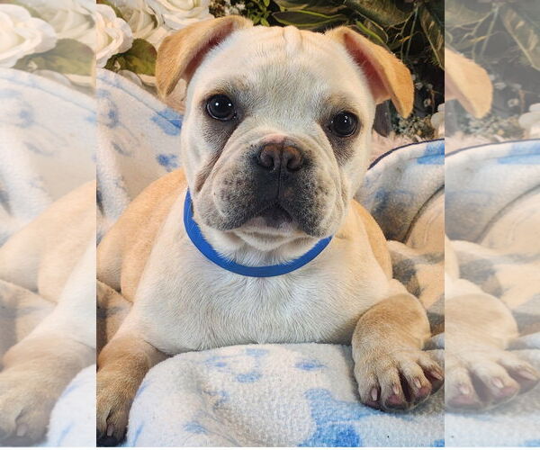 Medium Photo #3 French Bulldog Puppy For Sale in Bon Carbo, CO, USA