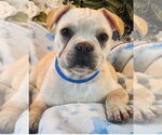 Small #2 French Bulldog