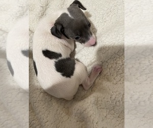 Italian Greyhound Puppy for sale in INDIO, CA, USA