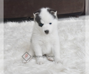 Pomsky Puppy for sale in KANSAS CITY, MO, USA