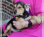 Small #1 Labrador Retriever Mix