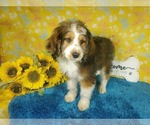Small Photo #77 Bernedoodle-Poodle (Toy) Mix Puppy For Sale in BLACK FOREST, CO, USA