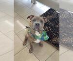 Small American Pit Bull Terrier