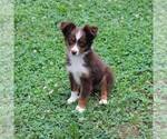 Small Photo #1 Australian Shepherd Puppy For Sale in GRETNA, VA, USA