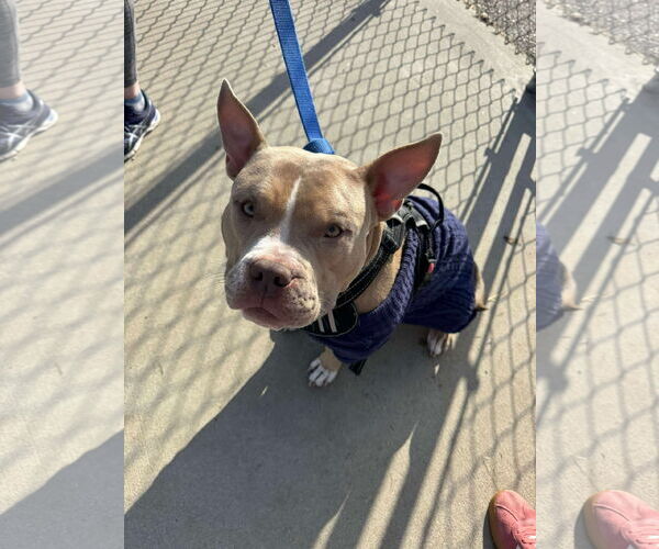 Medium Photo #10 American Pit Bull Terrier-Unknown Mix Puppy For Sale in Grafton, WI, USA