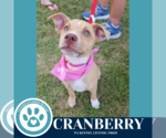 Small #3 Boxer Mix