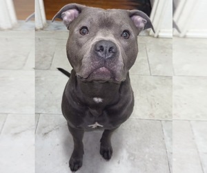 Father of the American Staffordshire Terrier puppies born on 09/16/2026
