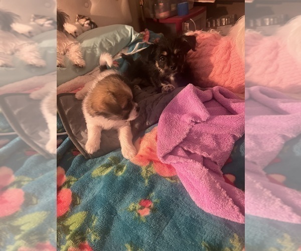 Medium Photo #14 Shorkie Tzu Puppy For Sale in LEBANON, OR, USA