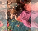 Small #13 Shorkie Tzu