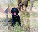 Small Photo #3 Labradoodle Puppy For Sale in BUFFALO GAP, TX, USA