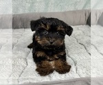 Small #2 YorkiePoo