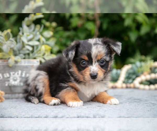 Medium Photo #1 Miniature Australian Shepherd Puppy For Sale in DELTA, PA, USA
