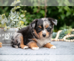 Medium Miniature Australian Shepherd