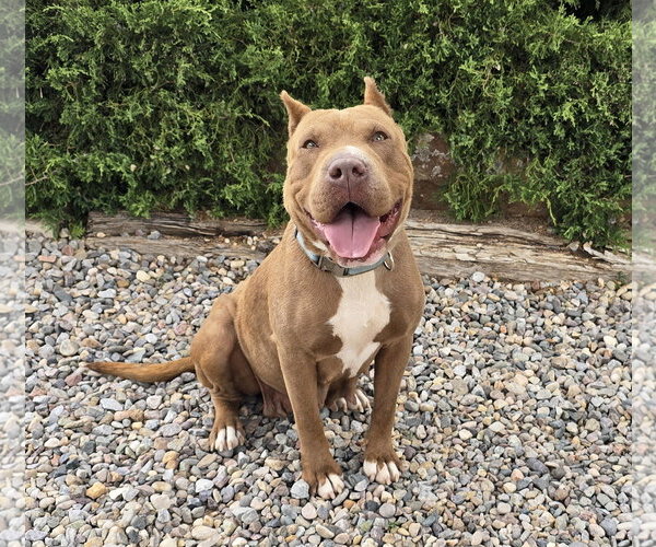 Medium Photo #2 American Staffordshire Terrier-Bulldog Mix Puppy For Sale in Albuquerque, NM, USA