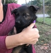 Small Photo #5 German Shepherd Dog Puppy For Sale in GLADE SPRING, VA, USA