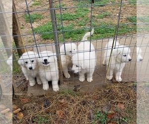 Great Pyrenees Puppy for sale in SCOTTSVILLE, KY, USA