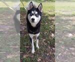 Small Siberian Husky