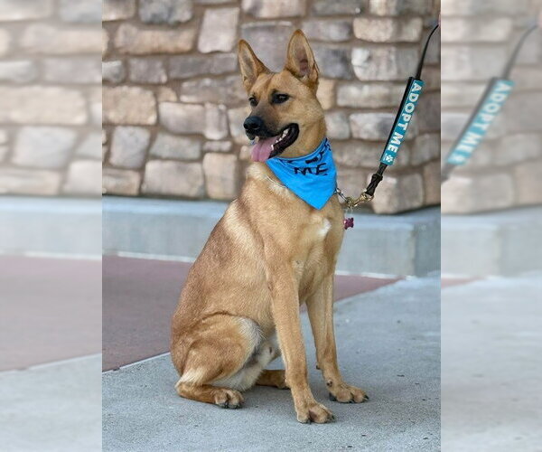 Medium Photo #1 German Shepherd Dog Puppy For Sale in Jackson, CA, USA