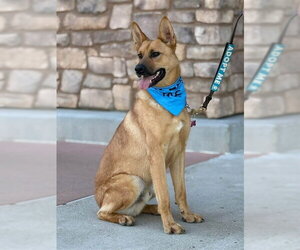 German Shepherd Dog Dogs for adoption in Jackson, CA, USA