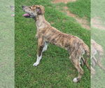 Small #8 Pyrenees Catahoula