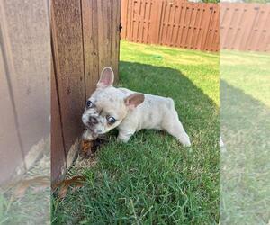 French Bulldog Puppy for sale in BENTONVILLE, AR, USA