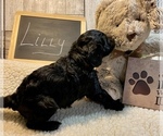 Small Photo #5 Cavapoo Puppy For Sale in LEICESTER, NC, USA