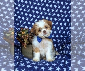 Shih Tzu Puppy for sale in OXFORD, PA, USA