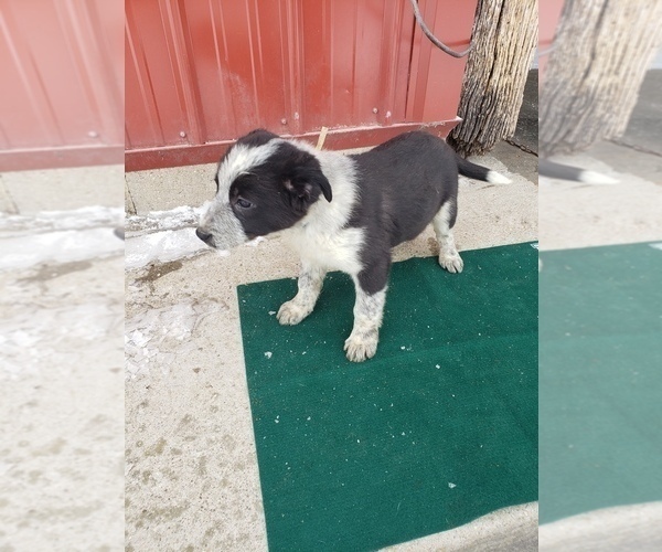 Medium Photo #1 Border Collie Puppy For Sale in HAZLETON, IA, USA