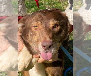 Border Collie-Unknown Mix Dogs for adoption in Canton, CT, USA