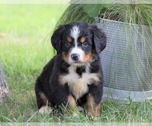 Bernese Mountain Dog Puppy for sale in FREDERICKSBG, OH, USA