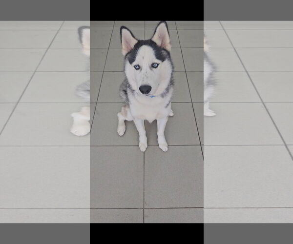 Medium Photo #1 Siberian Husky Puppy For Sale in Miami, FL, USA