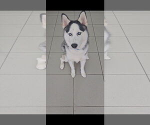 Siberian Husky Dogs for adoption in Miami, FL, USA