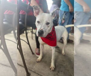 Vally - Female American Pit Bull Terrier-Unknown Mix Dog for Adoption - Photo #26