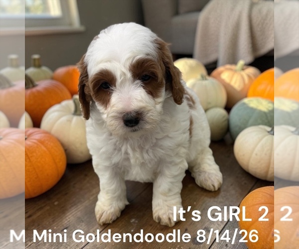Medium Photo #4 Goldendoodle (Miniature) Puppy For Sale in MONTPELIER, OH, USA