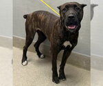 NINA - Female Mutt Dog for Adoption - Small photo