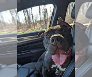 American Pit Bull Terrier Dogs for adoption in PROVIDENCE, RI, USA