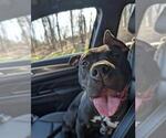 Small American Pit Bull Terrier