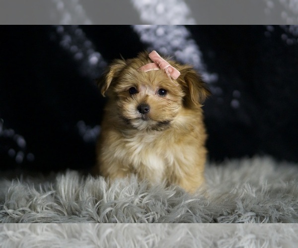 Medium Photo #5 Morkie Puppy For Sale in WARSAW, IN, USA